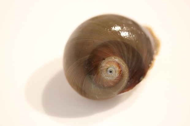 tumegaIMG_8319.jpg