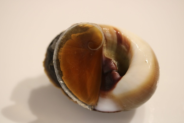 tumegaIMG_8320.jpg