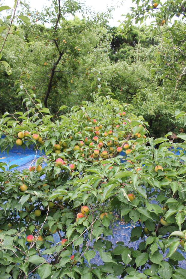 umeIMG_9732.jpg