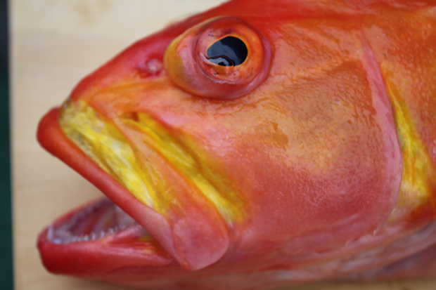yamaIMG_0242.jpg