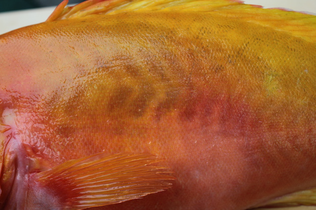 yamaIMG_0243.jpg
