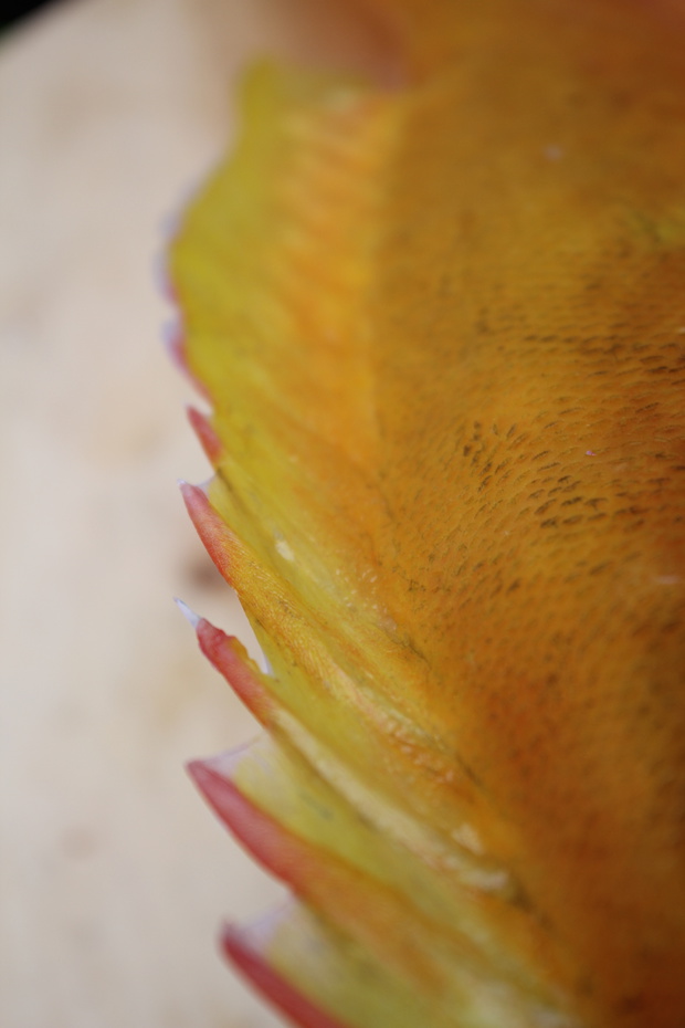 yamaIMG_0247.jpg