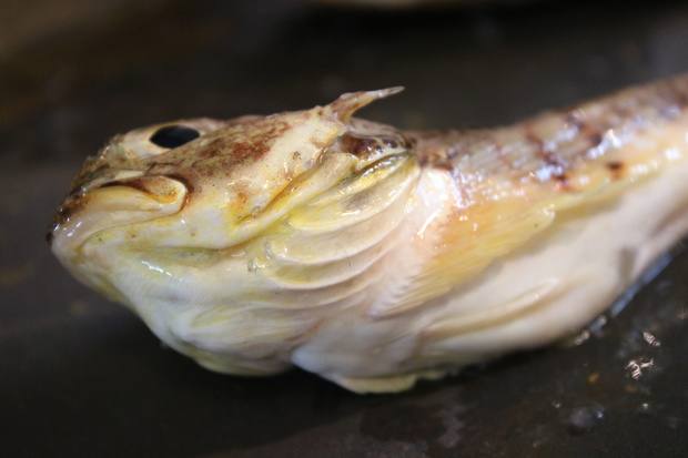 yamaIMG_3786.jpg