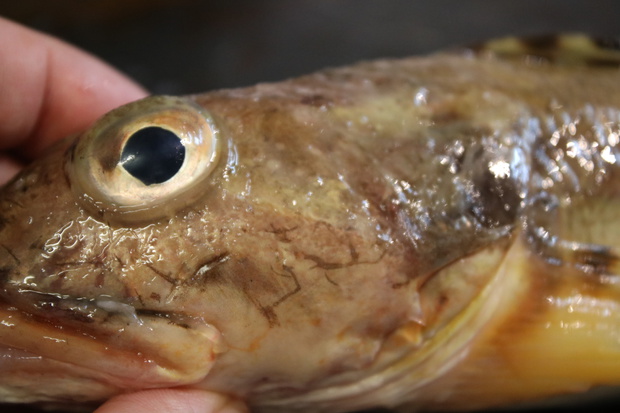 yamaIMG_3789.jpg