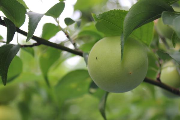 ume_IMG_9724.jpg