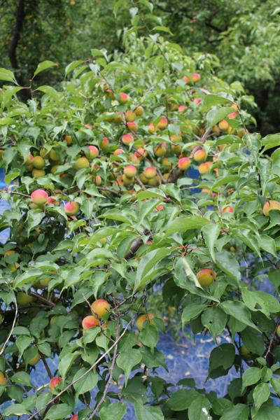 ume_IMG_9729.jpg