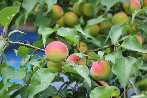 ume_IMG_9733.jpg