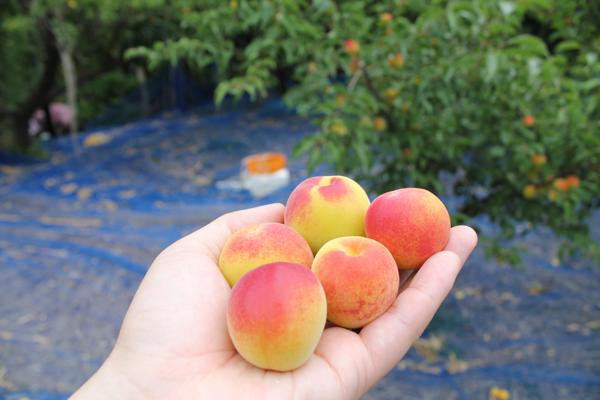 ume_IMG_9742.jpg