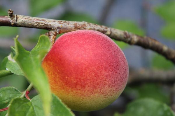 ume_IMG_9752.jpg